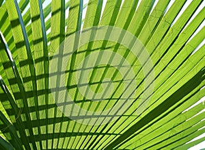 Texture palm leaf