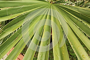 Texture of the palm leaf, background