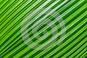 Texture Of Palm Leaf photo