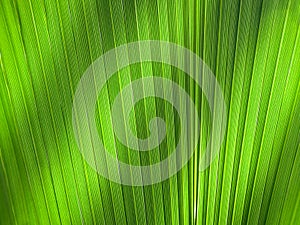 The texture of the palm leaf on the lumen