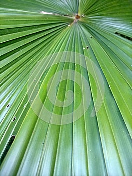 The texture of palm leaf take by close up