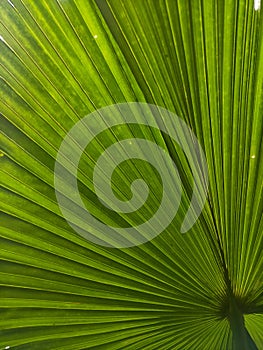 The texture of palm leaf take by close up view