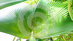 Texture of Palm leaves or Yarey or Copernicia baileyana. It is an ornamental plant which is grown in the garden to decorate
