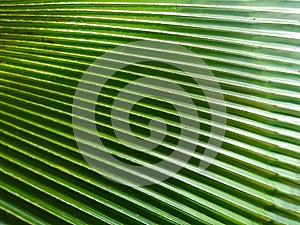 Texture of Palm leaves or Yarey or Copernicia baileyana. It is an ornamental plant which is grown in the garden to decorate