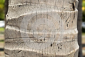 Texture of palm tree trunk bark