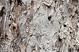 Texture of Paperbark tree