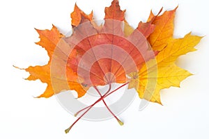 Texture, pattern, background. autumn maple leaf on a white back