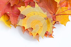 Texture, pattern, background. autumn maple leaf on a white back