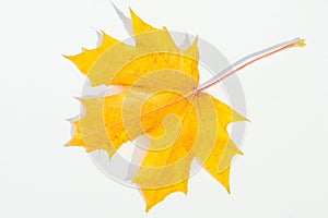 Texture, pattern, background. autumn maple leaf on a white back