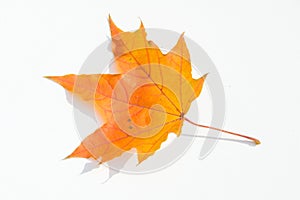 Texture, pattern, background. autumn maple leaf on a white back