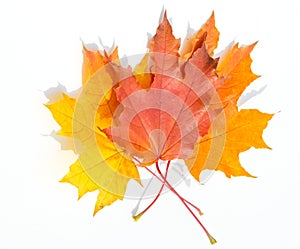 Texture, pattern, background. autumn maple leaf on a white back