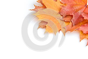 Texture, pattern, background. autumn maple leaf on a white back