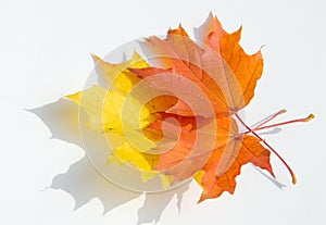 Texture, pattern, background. autumn maple leaf on a white back