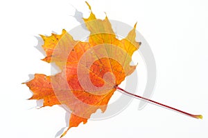 Texture, pattern, background. autumn maple leaf on a white back