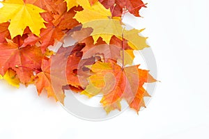 Texture, pattern, background. autumn maple leaf on a white back