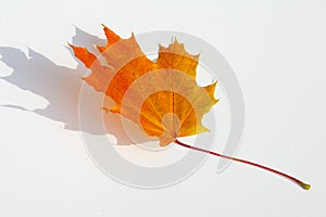 Texture, pattern, background. autumn maple leaf on a white back