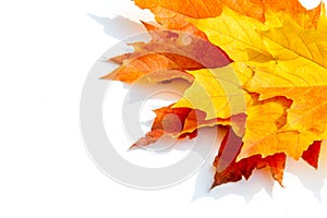 Texture, pattern, background. autumn maple leaf on a white back