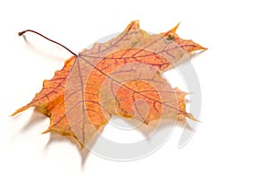 Texture, pattern, background. Autumn leaves on a tree, Maple lea photo