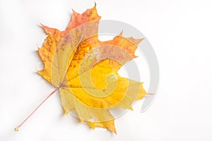 Texture, pattern, background. autumn maple leaf on a white back