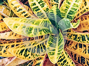 texture and pattern of croton's leaves