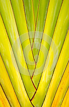 texture and pattern detail banana fan