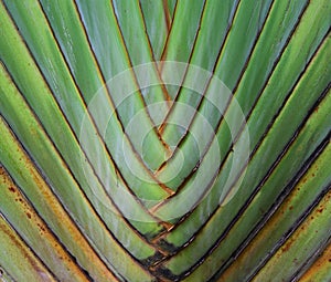 Texture and pattern detail banana fan