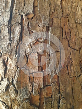 texture and pattern of a mahogany tree trunk