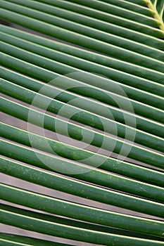 Texture and pattern of palm leaves. sheet coconut palms Macro shot