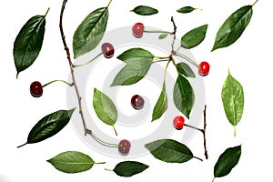 Texture pattern of ripe cherries and green leaves