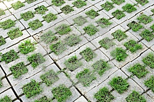 Texture of a paving stone track on a green grass