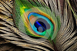 Texture of a peacock feather from the tail of an exotic bird. The background is a close-up of a multicolored iridescent