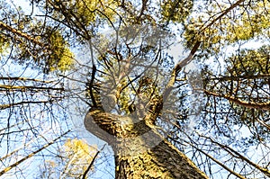 Texture of a perennial tree, majestic pine and its beautiful crown, bottom view