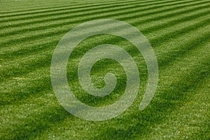 The texture of perfect football grass. Football green pitch