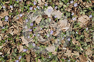 Texture of periwinkle plants among dry fallen leaves in the forest, top view.