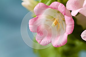 Texture of petals of pink campanula medium