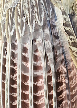 Texture pheasant feather. Pheasant wing.