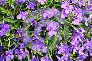 Texture of phlox flower purple growing in summer