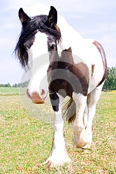 Texture photo of a Gypsy Vanner Horse