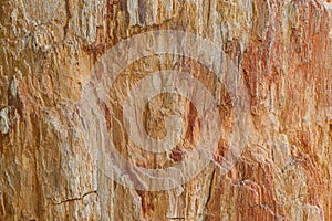 Texture photo of petrified ancient wood changing into stone by n