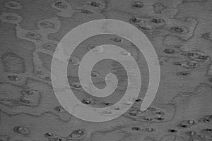 Texture picture of gray wood pattern background image