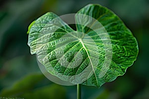 texture from a piece of a green large leaf