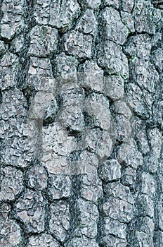 Texture of pine bark.