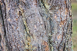 Texture of pine bark close-up