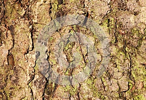 Texture of pine bark, closeup