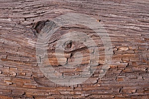 Texture Pine bark of a tree. background.