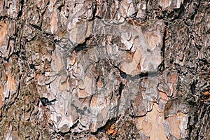 Texture of pine bark. The trunk of the pine