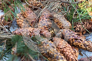 Texture of pine cones close up, background natural close up blurred focus