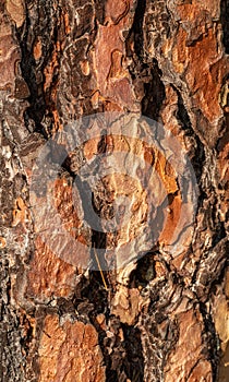 Texture of pine tree bark