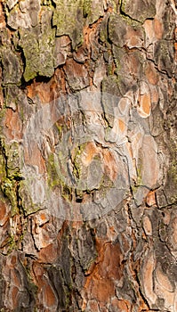 Texture of pine tree bark