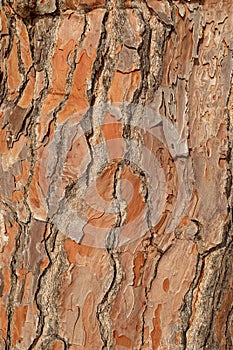 Texture pine tree bark, detailed shot. Natural pine tree bark abstract background